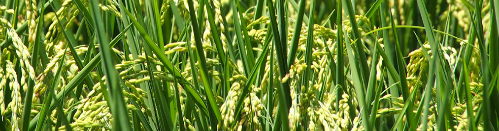 中國(guó)雜交水稻扎根菲律賓 造福世界人民